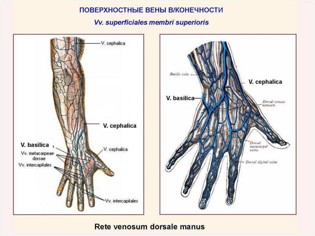 Вени 4. Cephalica Вена. Вены цефалика базилика. Вена цефалика анатомия.