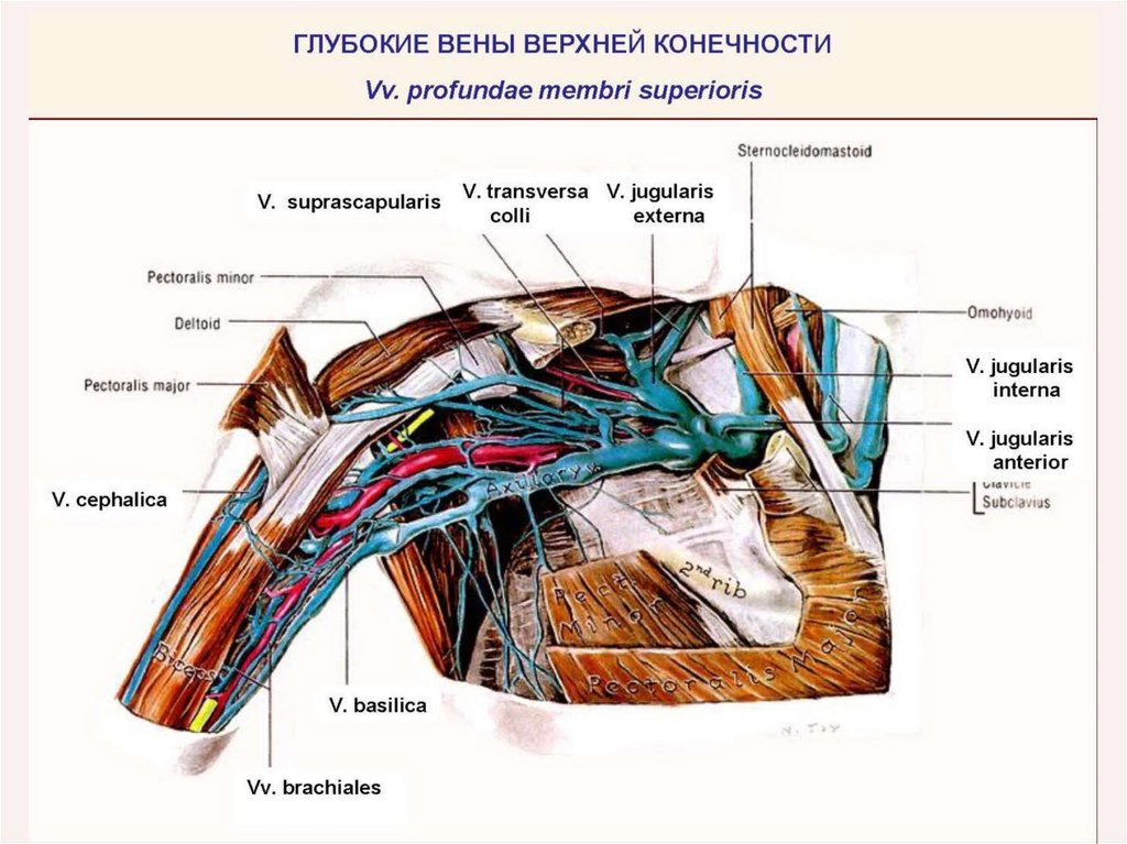 Артерии и вены верхней конечности презентация