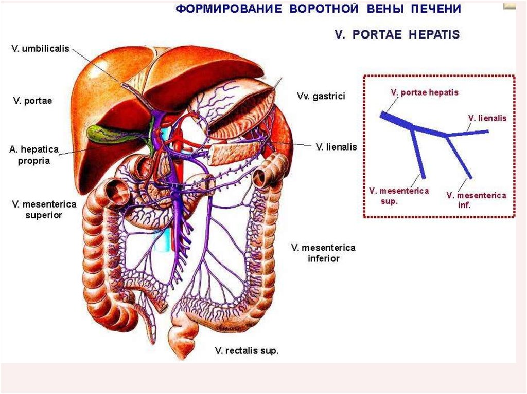 Венозный отток - презентация онлайн