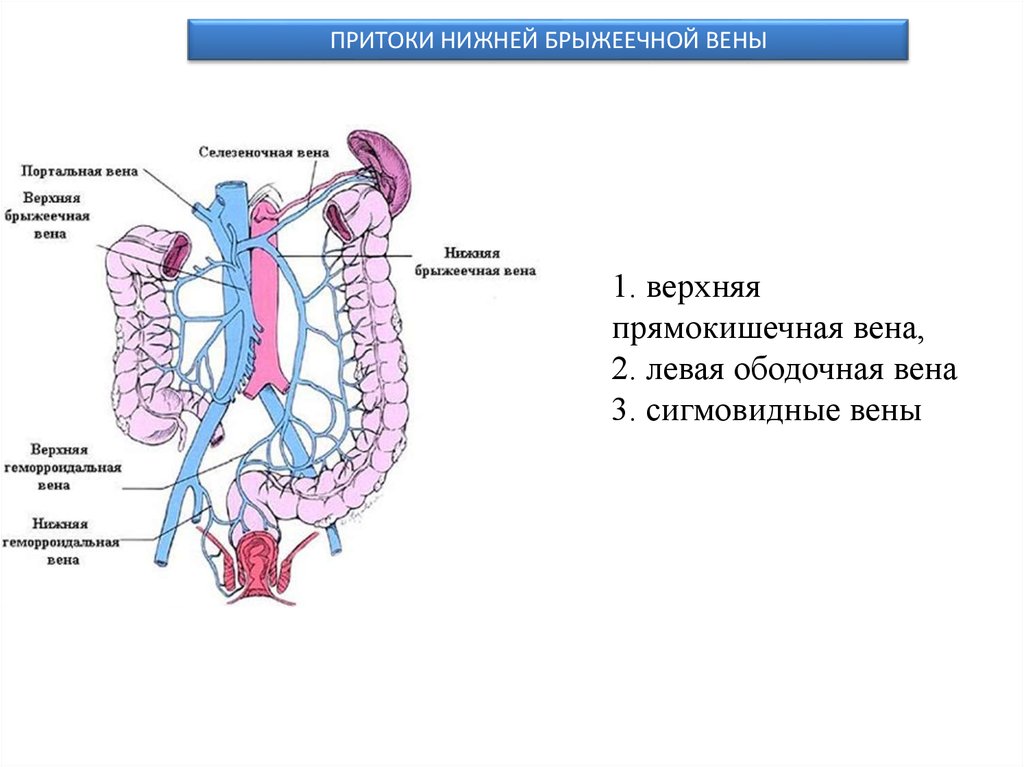 Кровоснабжение прямой кишки схема