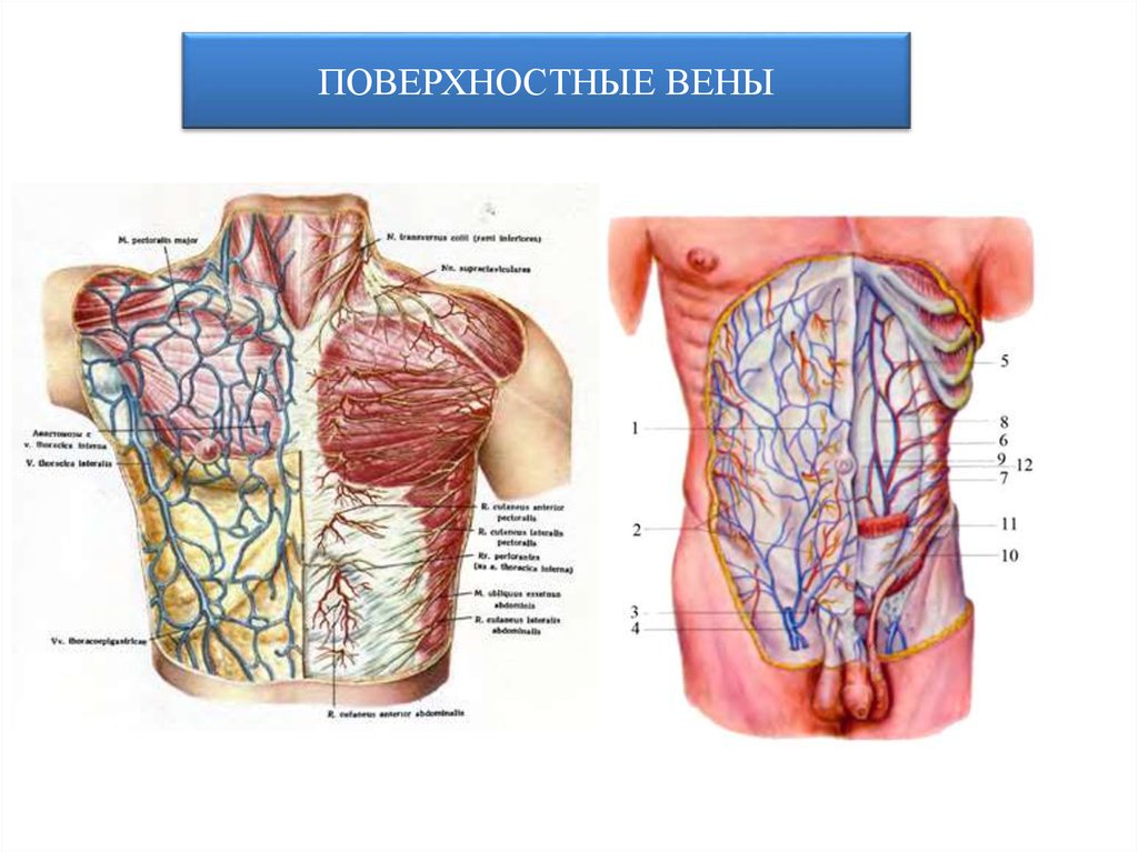 Поверхностные вены груди. Поверхностные вены живота.