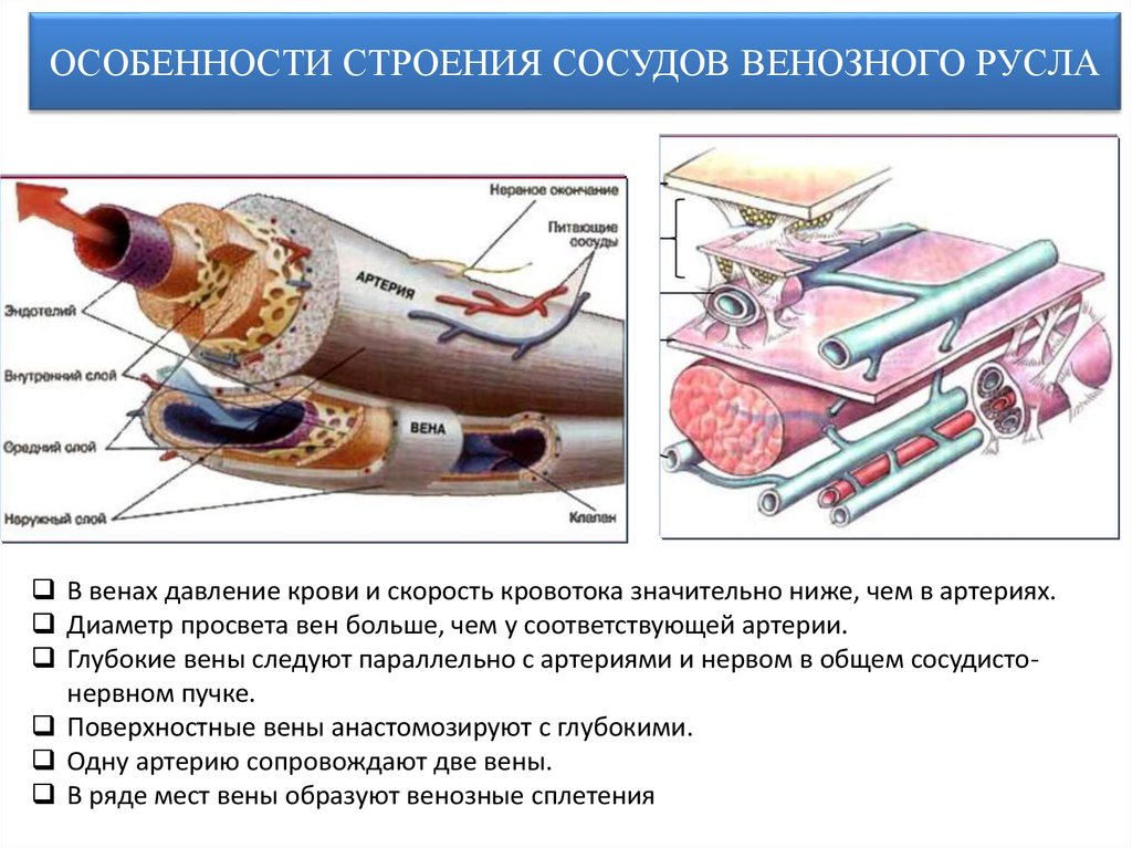 Общий план строения сосудов