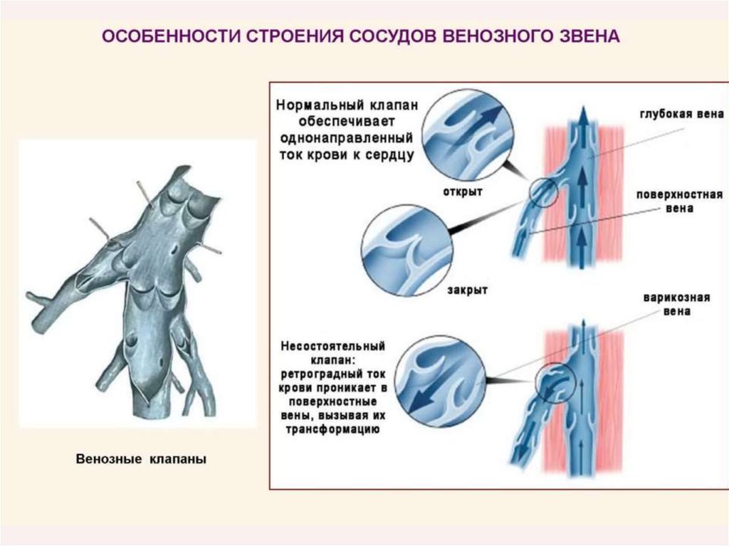 Особенность строения вены по сравнению с артерией