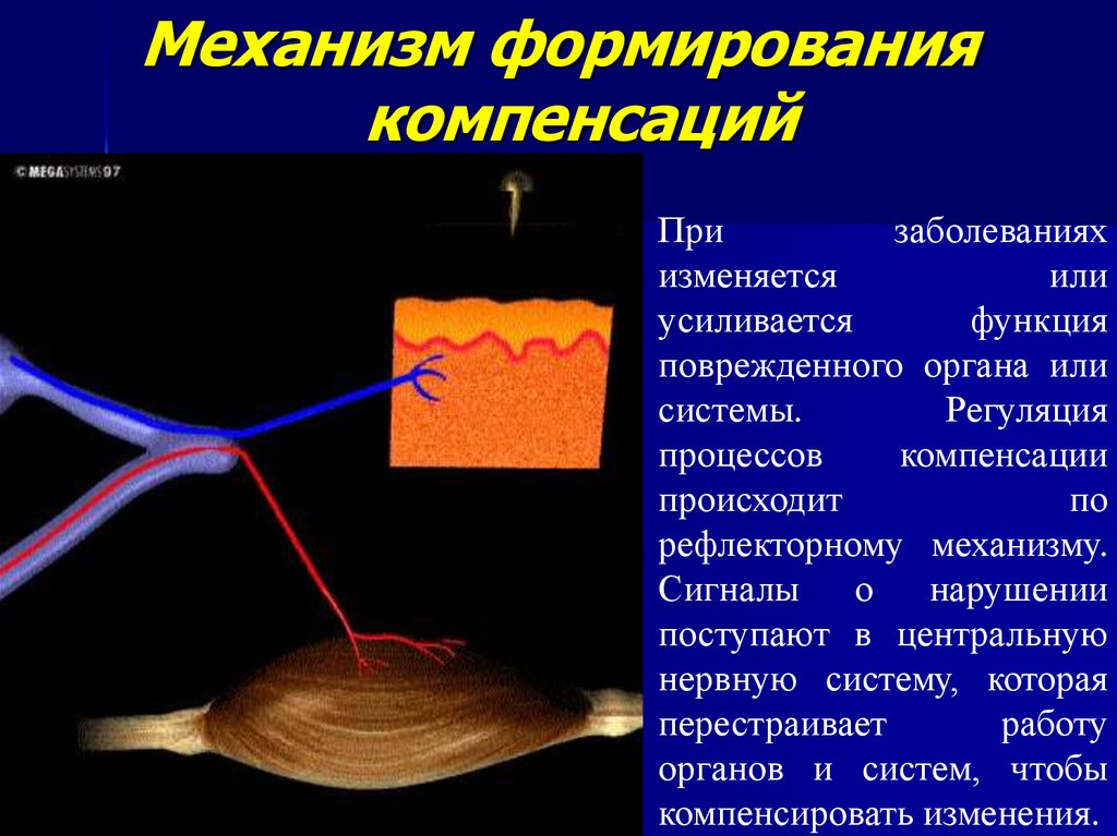 Механизм формирования. Механизм формирования компенсаций. Механизм формирования компенсаций в ЛФК. Физиологические механизмы компенсации нарушенных функций. Механизмы формирования компенсаций и нормализации функций.