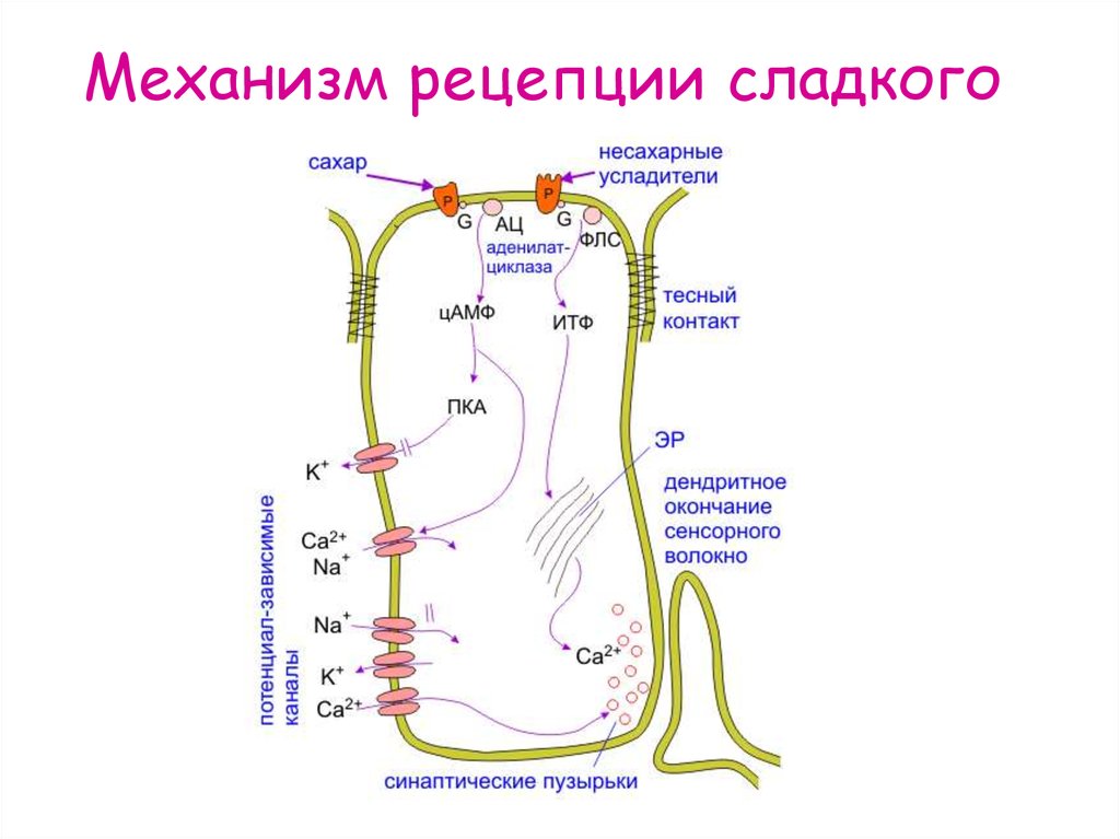 Что воспримут изображенные на рисунке рецепторные клетки кортиева органа звук свет вкус запах