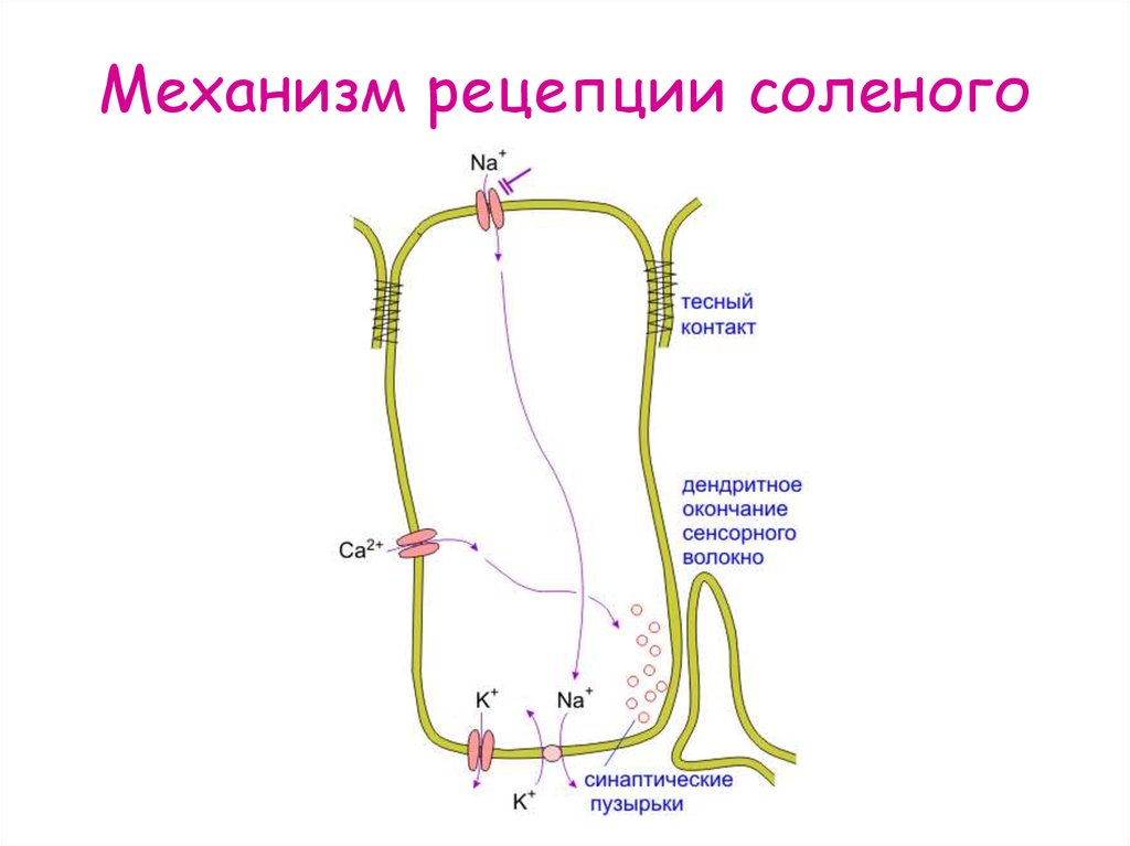 Схема мембранной рецепции