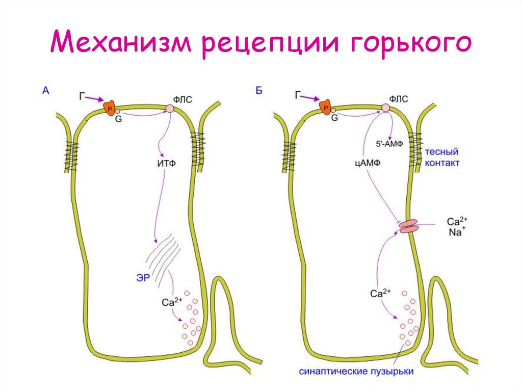 Схема мембранной рецепции