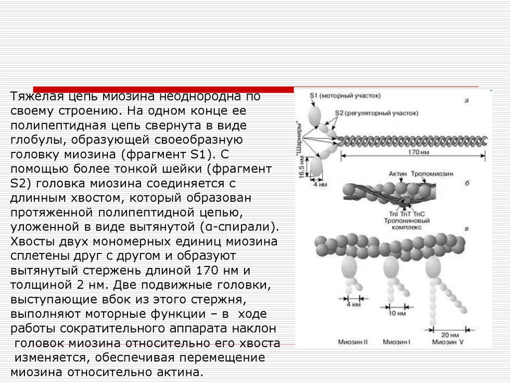 Цепь образована. Тяжелая цепь миозина. Легкие и тяжелые цепи миозина. Тяжелая цепь миозина строение. Строение миозина Цепочки.