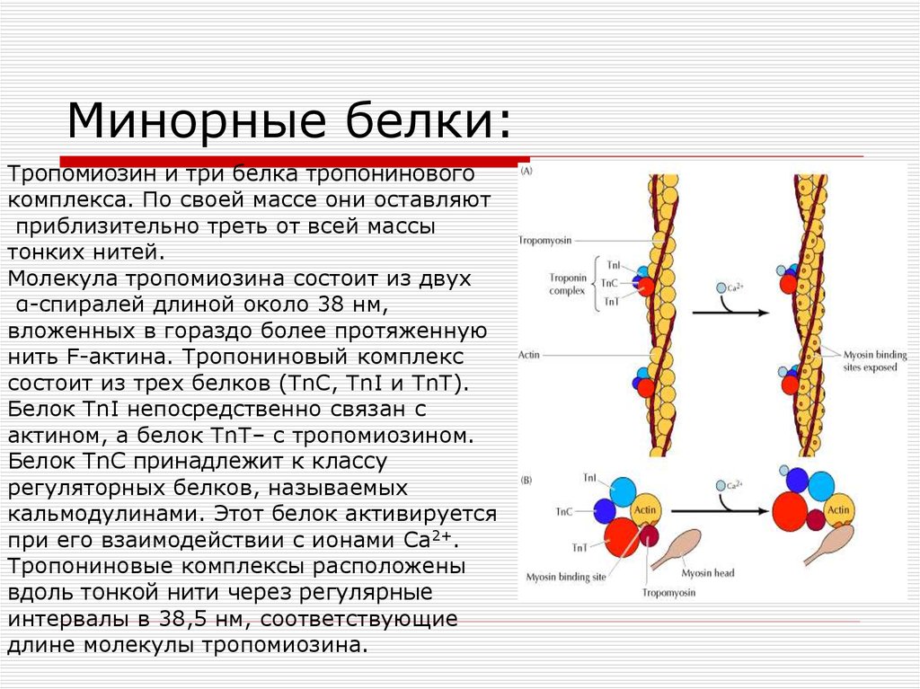 Высокий белок в мышцах