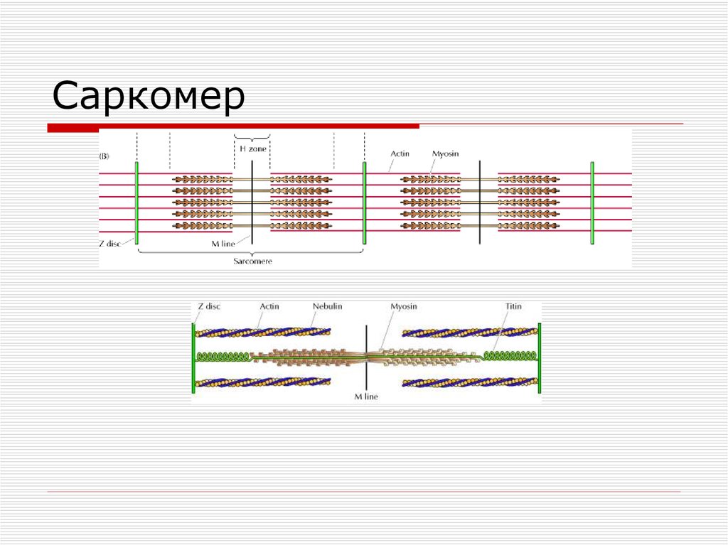 Саркомер. Формула строения саркомер. Схема саркомера гистология. Строение саркомера формула. Саркомер физиология.