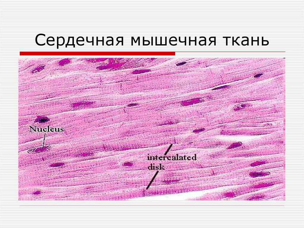 Сердечная мышца рисунок