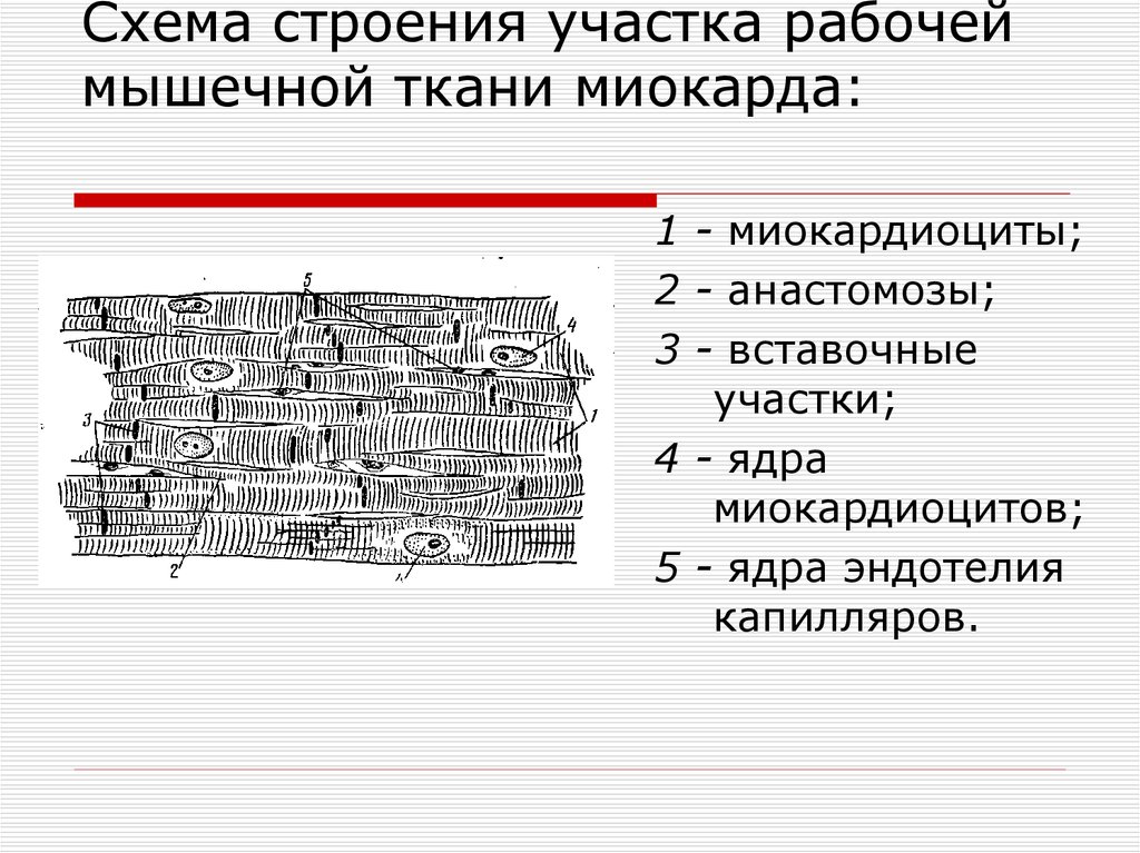 Схема строения вставочного диска