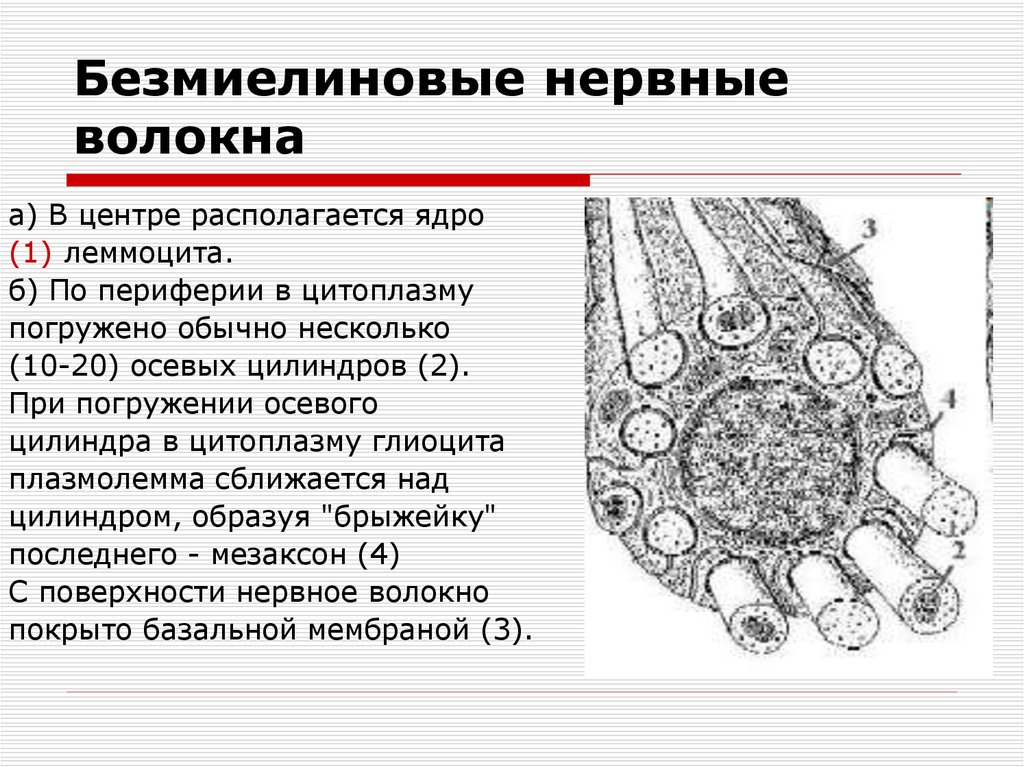 Безмиелиновые нервные волокна рисунок