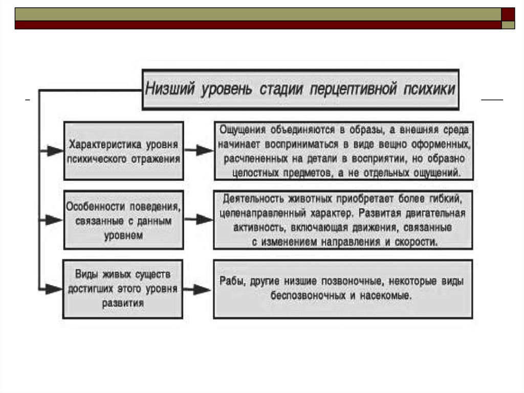 Стадии перцептивной психики