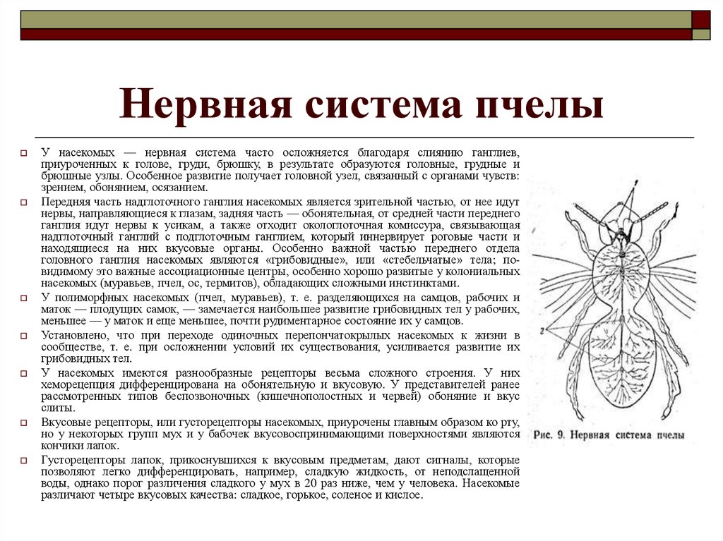 Система пчела. Нервная система пчелы. Строение кровеносной и нервной системы пчелы. Нервная система узлового типа пчела. Функции нервной системы пчёл.