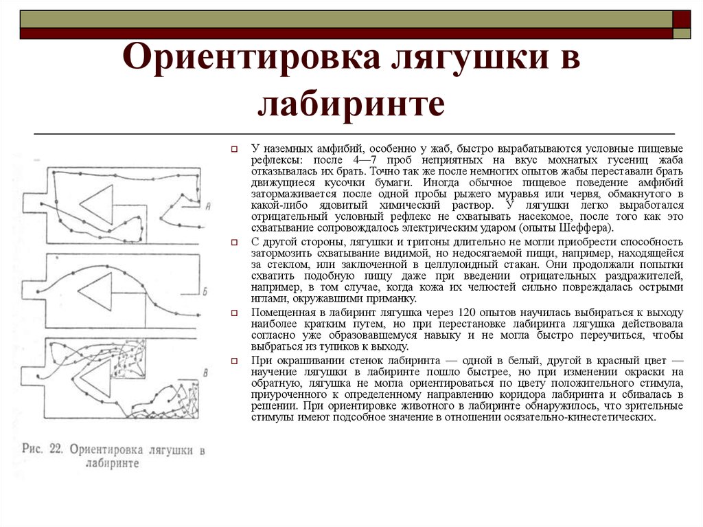 Перцептивная схема и перцептивный цикл