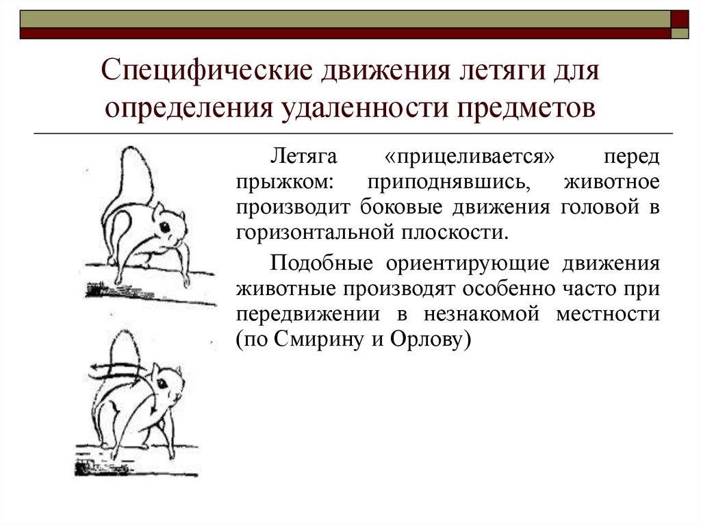 Перцептивной биополяризации. Перцептивная психика. Научение у животных. Перцептивное научение. Редкое животное в горизонтальной плоскости.