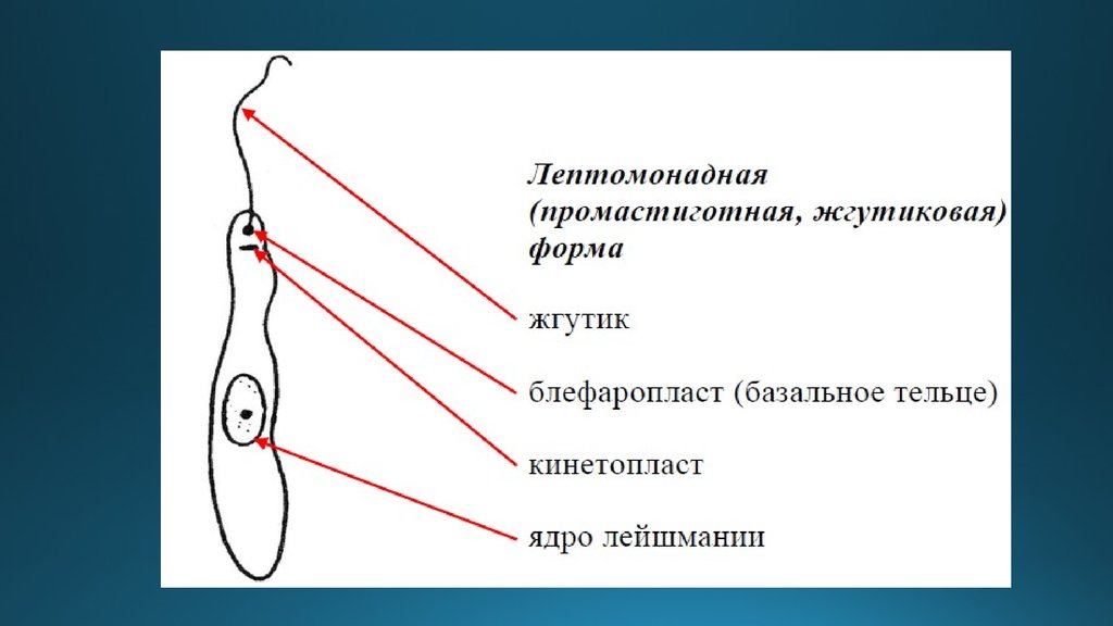 Лейшмания строение рисунок