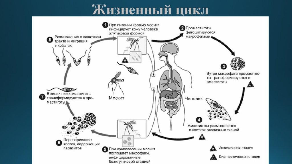 Лейшмания жизненный цикл схема