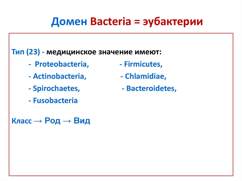 Домен характеристики. Домен bacteria. Домена: bacteria и Archaea.. Характеристика домена бактерии. Домен bacteria(эубактерии).