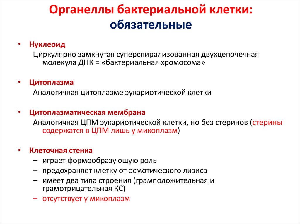 Обязательные клетки. Обязательные органоиды бактериальной клетки. Основные органеллы бактериальной клетки. Обязательные органеллы бактериальной клетки. Основные органеллы бактериальной Клек.