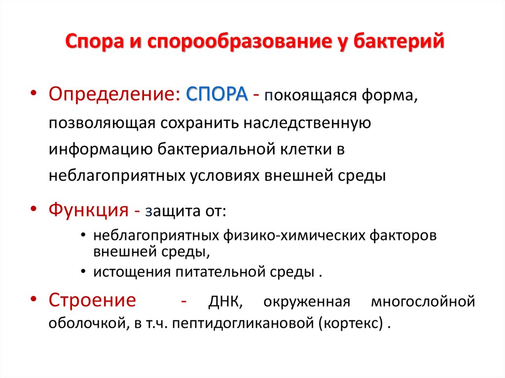 Спора состоит из. Особенности спор микробиология. Структура спор бактерий. Споры бактерий микробиология. Споры и спорообразование микробиология.