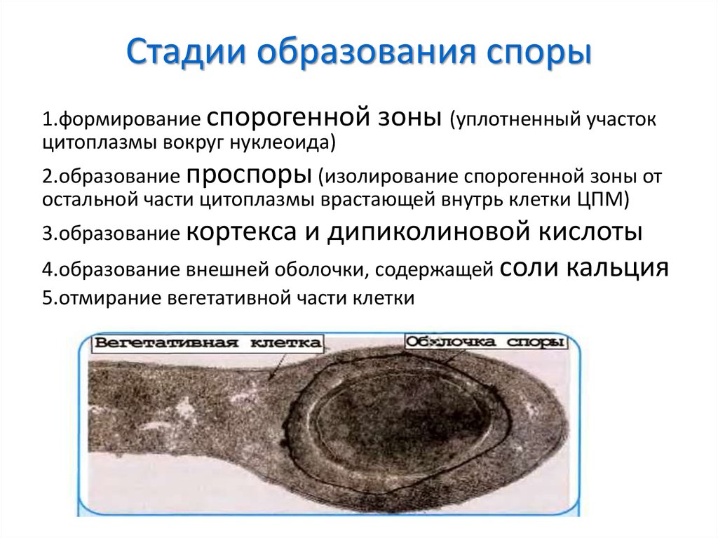 Процесс споры. Стадии образования споры у бактерий. Этапы образования спор у бактерий. Стадии образования спор у бактерий. Стадии образования спор.