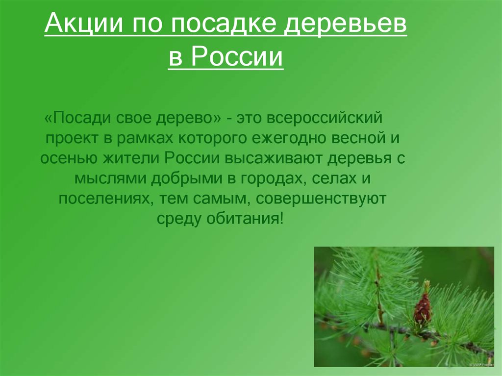 Стихи посадите дерево. Актуальность посадки деревьев. Посадка леса презентация. Актуальность посадки деревьев проект.