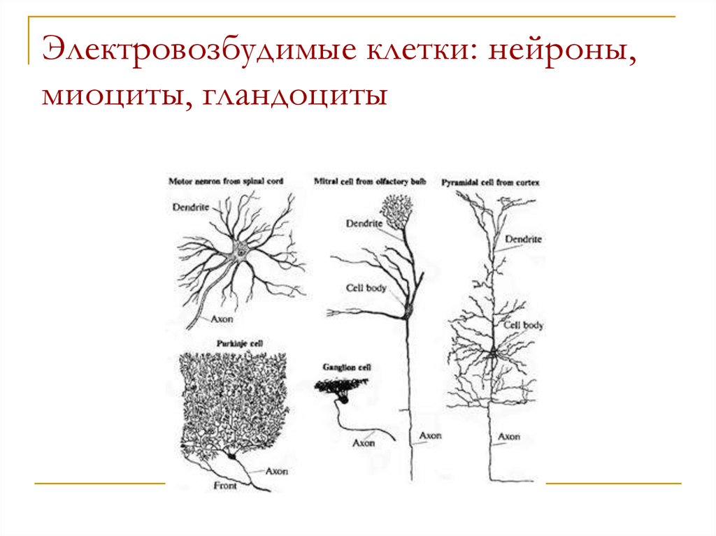 Элементы физиологии клетки. Клетки грибов миоцити Нейрон. Электровозбудимые.