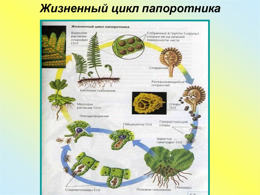 Папоротники жизненный цикл. Цикл развития папоротника 7 класс биология. Жизненный цикл папоротника схема 7 класс. Жизненный цикл папоротника щитовника. Цикл жизни папоротника 7 класс.