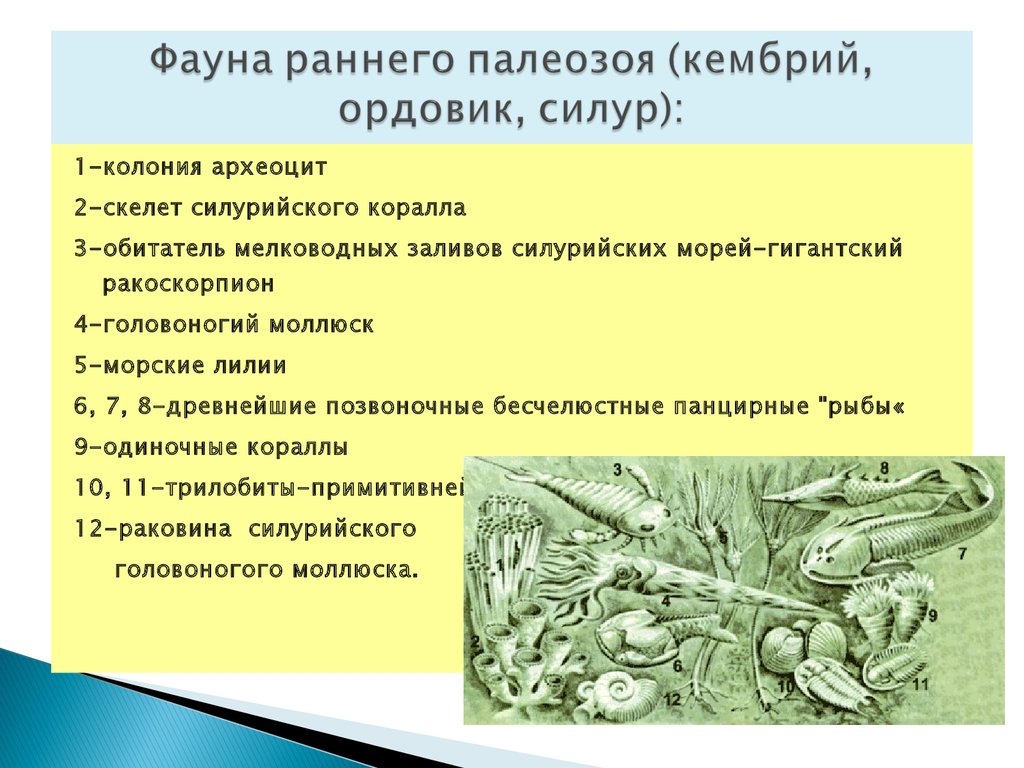 Кембрий ордовик силур карбон пермь. Кекембрий Ордовик Селлур. Силур растительный мир. Ароморфозы кембрия и ордовика. Эволюция растений в кембрии и ордовике привела.