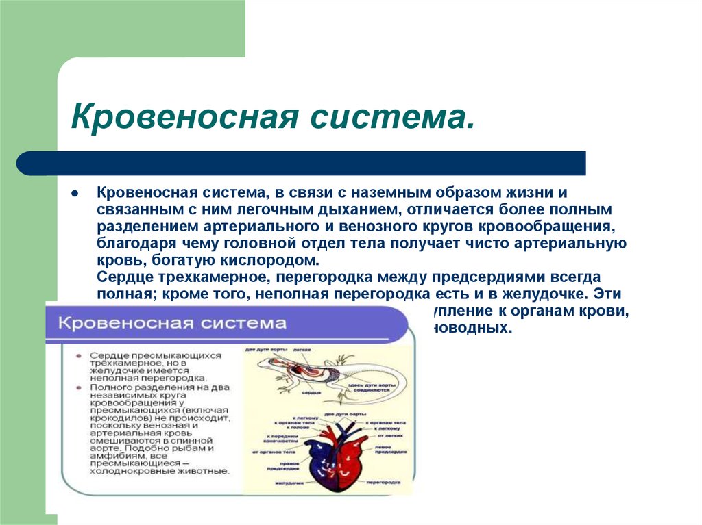 Класс пресмыкающиеся кровеносная система