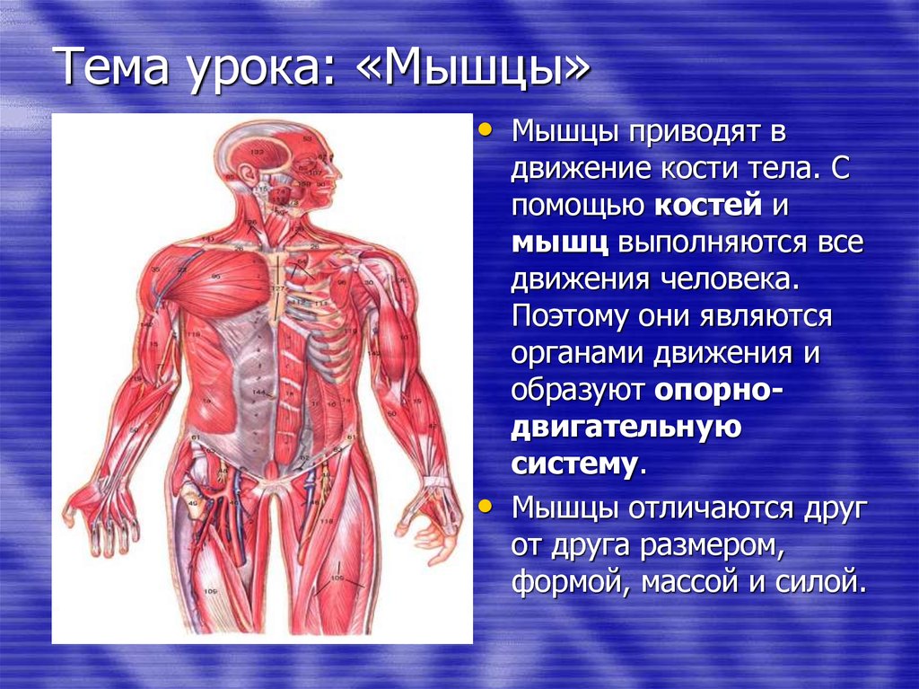 Для чего нужны мышцы. Презентация по теме мышцы. Доклад на тему мышцы. Презентация по теме мышцы человека. Мышцы человека 4 класс.