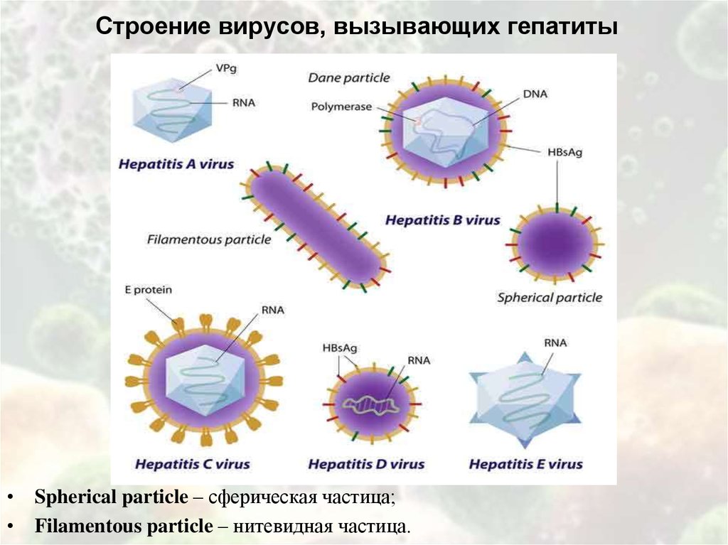 Вирусы строение