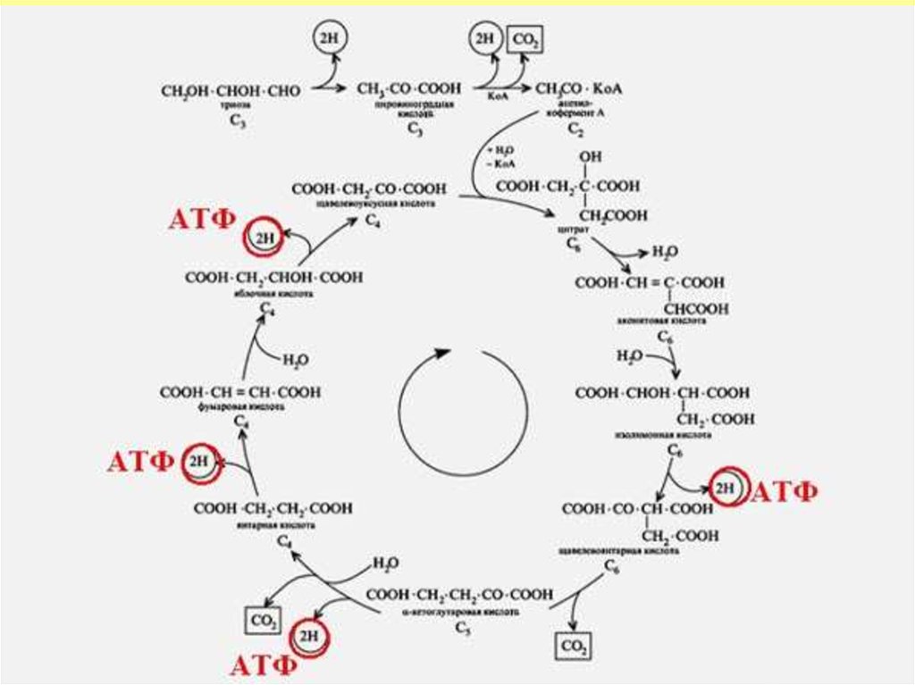 Цитратный цикл. Цикл Кребса АТФ. Цикл трикарбоновых кислот схема. Цикл трикарбоновых кислот АТФ. Цикл Кребса биохимия.