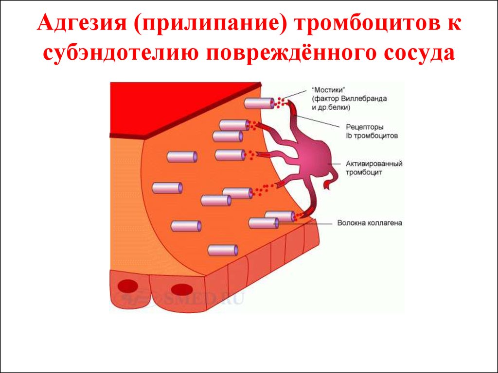 Адгезия в медицине. Схема адгезии тромбоцитов. Рецепторы адгезии тромбоцитов. Адгезивная способность тромбоцитов. Адгезия тромбоцитов.