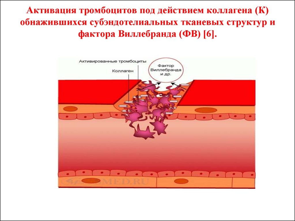 Активация тромбоцитов под действием коллагена (К) обнажившихся субэндотелиальных тканевых структур и фактора Виллебранда (ФВ) [6].