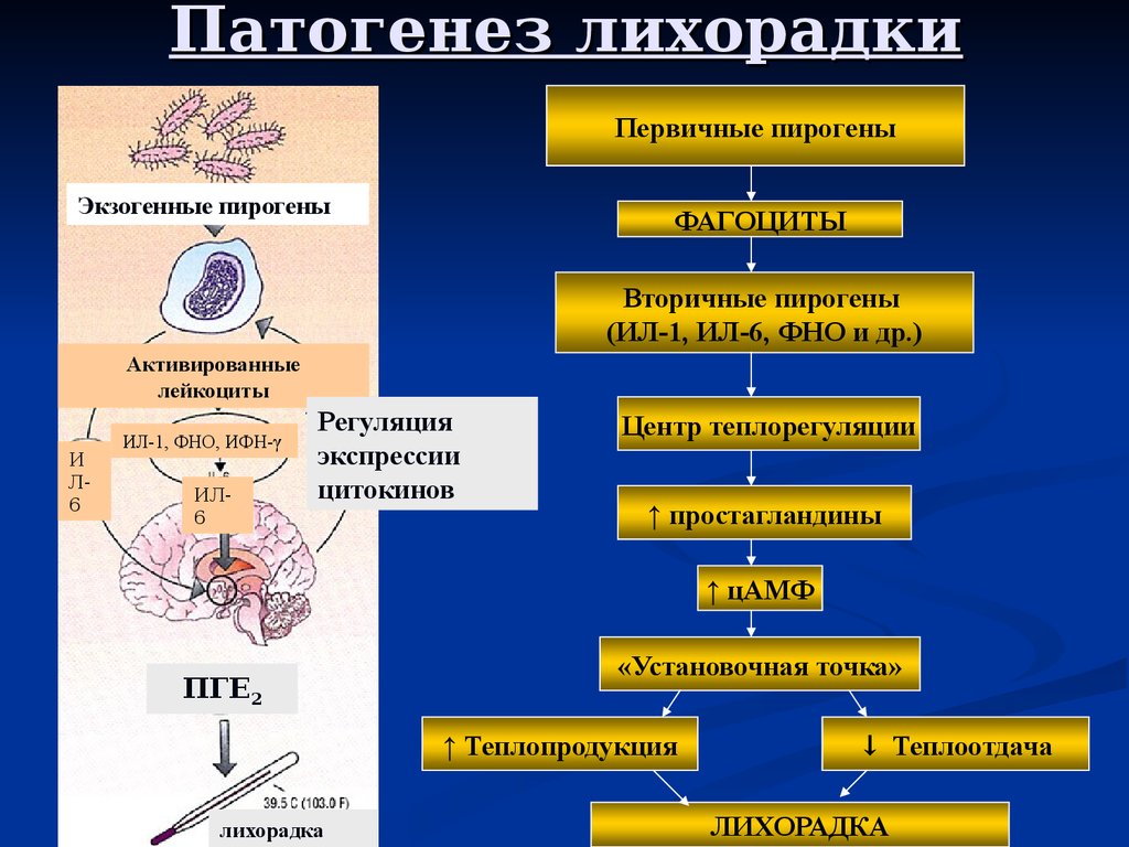 Патогенез роль. Этиология лихорадки патофизиология. Этиология лихорадки. Пирогены. Патогенез лихорадки патофизиология. Патогенетические механизмы развития лихорадки.