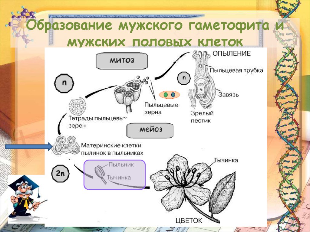 Клетки мужского гаметофита. Строение мужского гаметофита. Мужской гаметофит цветковых растений. Образование мужского гаметофита у покрытосеменных. Формирование гаметофита у цветковых.