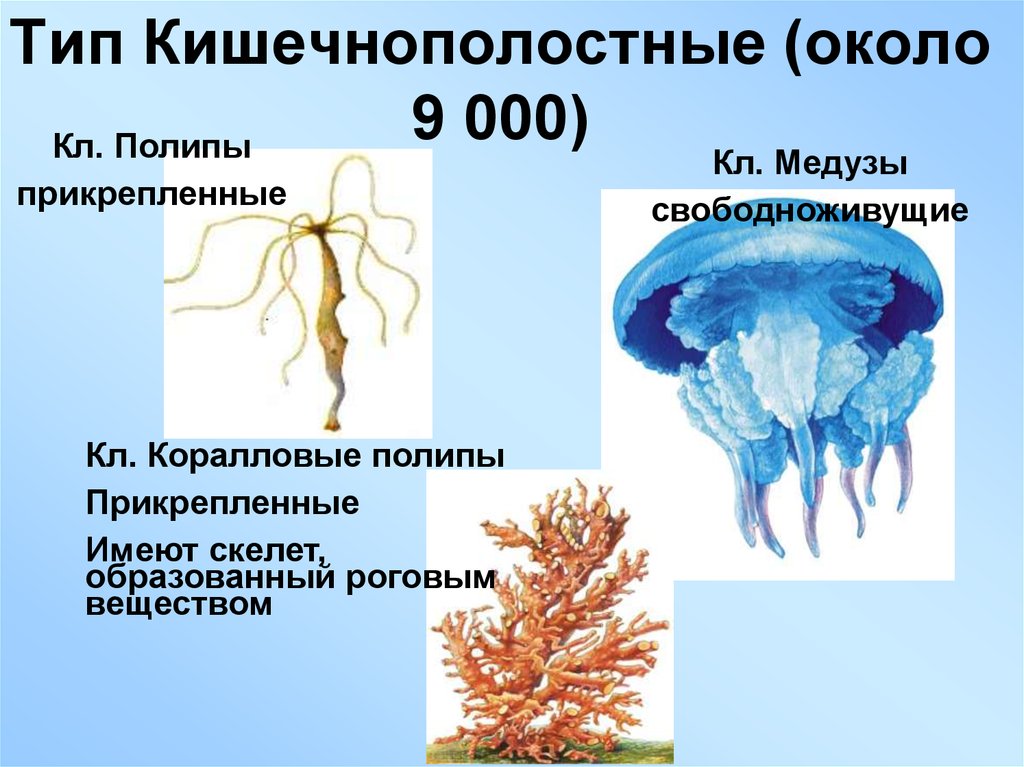 Тип кишечнополостные презентация 7 класс биология