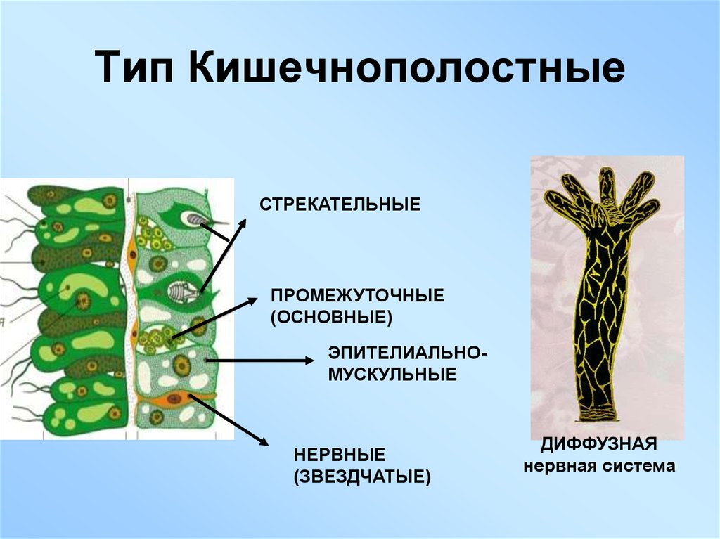 Промежуточно клеточный. Кишечнополостные гидра клетки. Строение клеток гидры. Клетки эктодермы кишечнополостных. Типы клеток гидры.