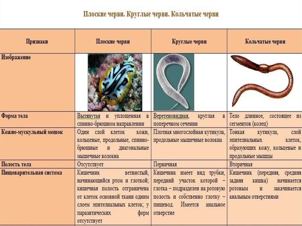 Тип круглые черви тип кольчатые черви