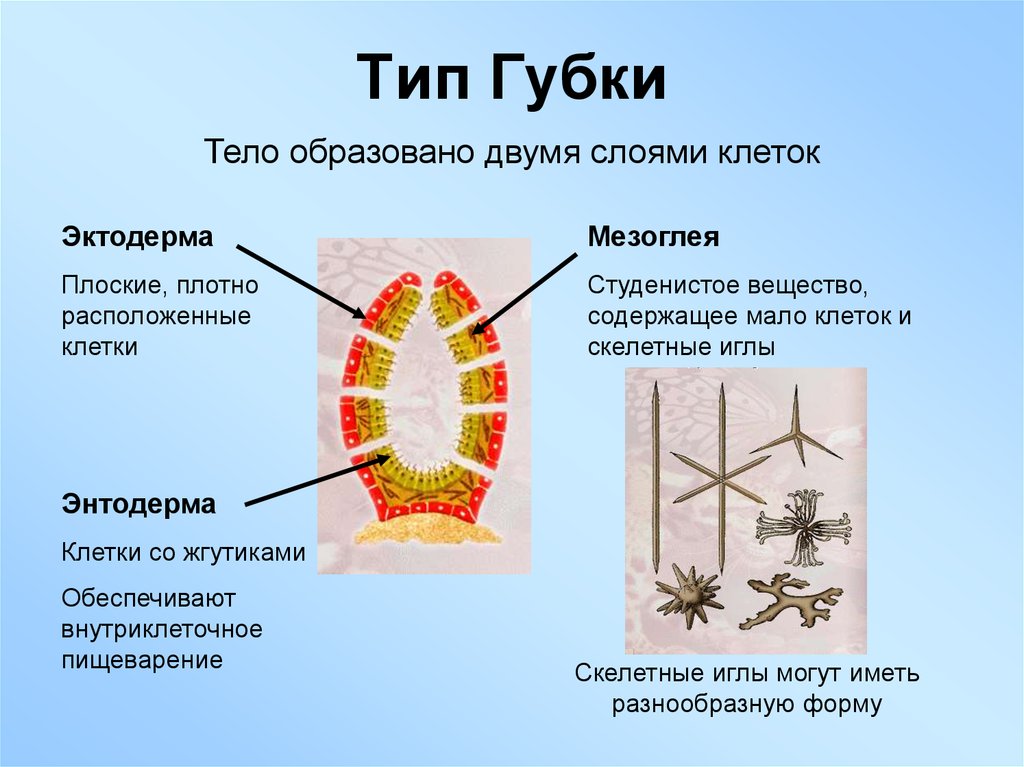 Биология 7 класс тип губки презентация