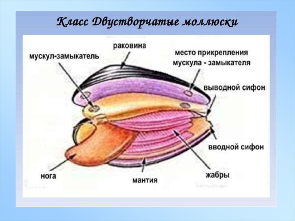 Моллюски кратко 7 класс. Внешнее строение типа моллюски класс двустворчатые. Внешнее строение двустворчатых моллюсков 7 класс. Тип моллюски класс двустворчатые. Внешнее строение двустворчатых моллюсков таблица.