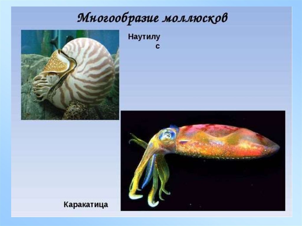 Моллюски тема по биологии 7 класс. Брюхоногие и головоногие. Класс головоногие моллюски каракатица. Тип моллюски многообразие. Многообразии типов моллюсков.