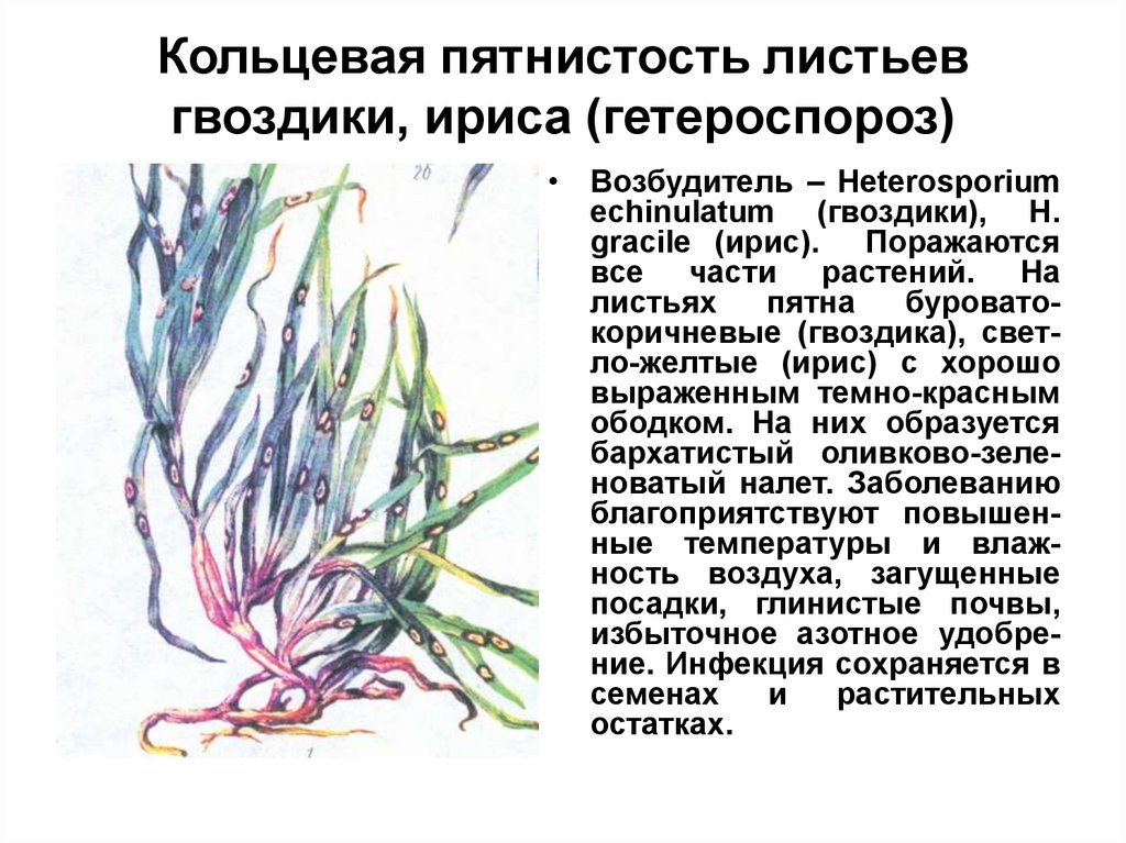 Кольцевая пятнистость листьев гвоздики, ириса (гетероспороз)