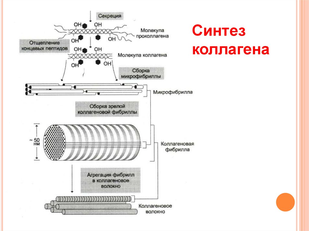 Синтез эластина схема биохимия