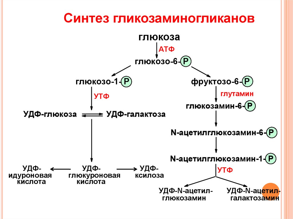 Синтез протеогликанов схема