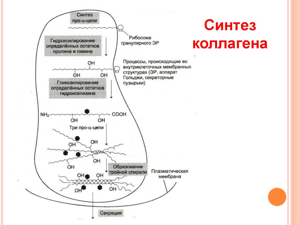 Синтез коллагена биохимия схема