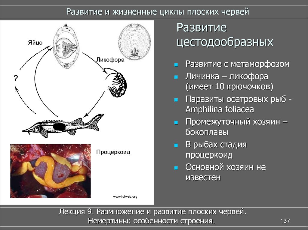 Плоский цикл. Жизненный цикл развития плоских червей. Жизненный цикл паразитического плоского червя. Жизненный цикл паразитических плоских червей. Цикл развития плоских червей паразитов.